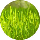 forage grasses