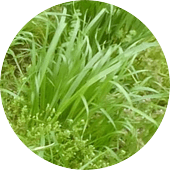 Annual Ryegrass